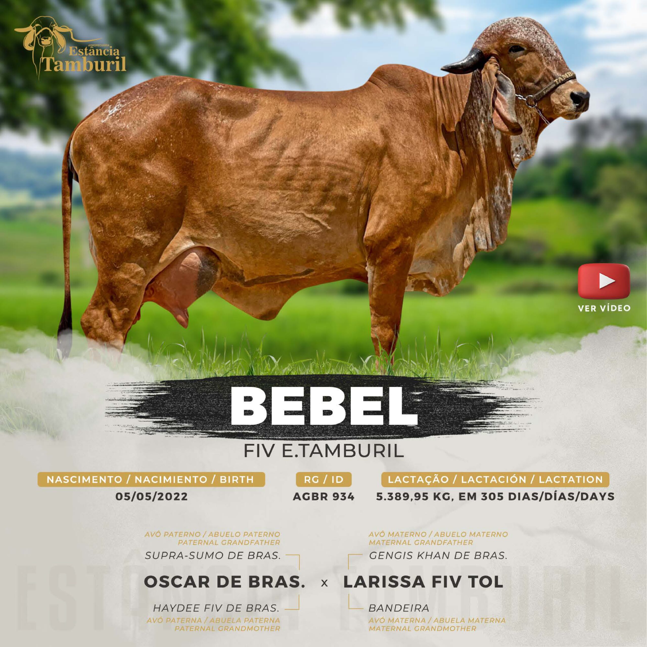 catalogo_tamburil_page-0011