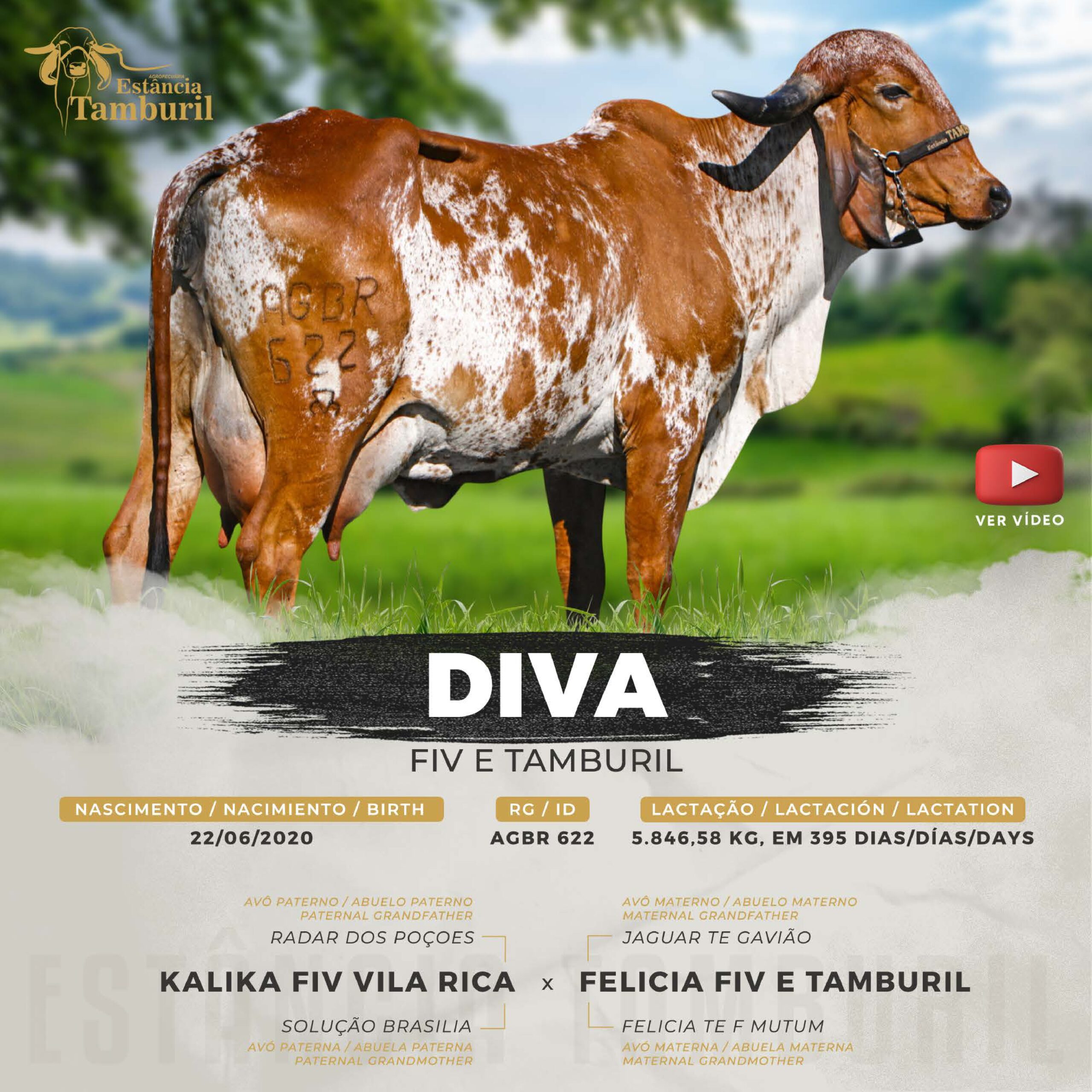 catalogo_tamburil_page-0015