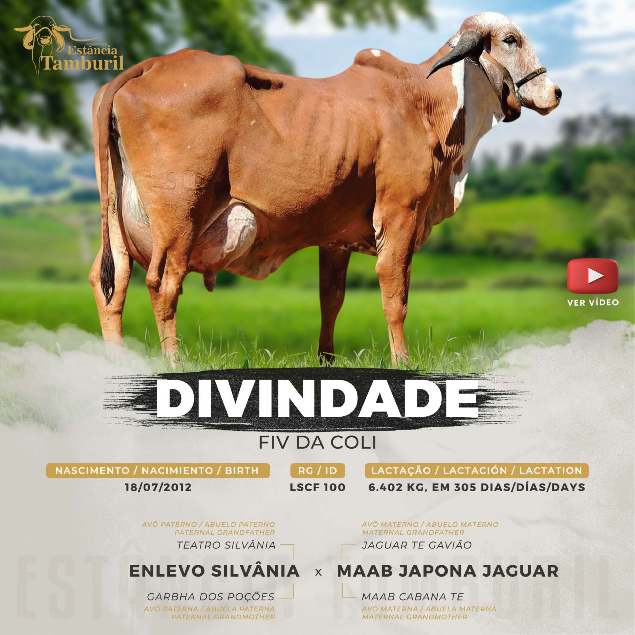 catalogo_tamburil_page-0016