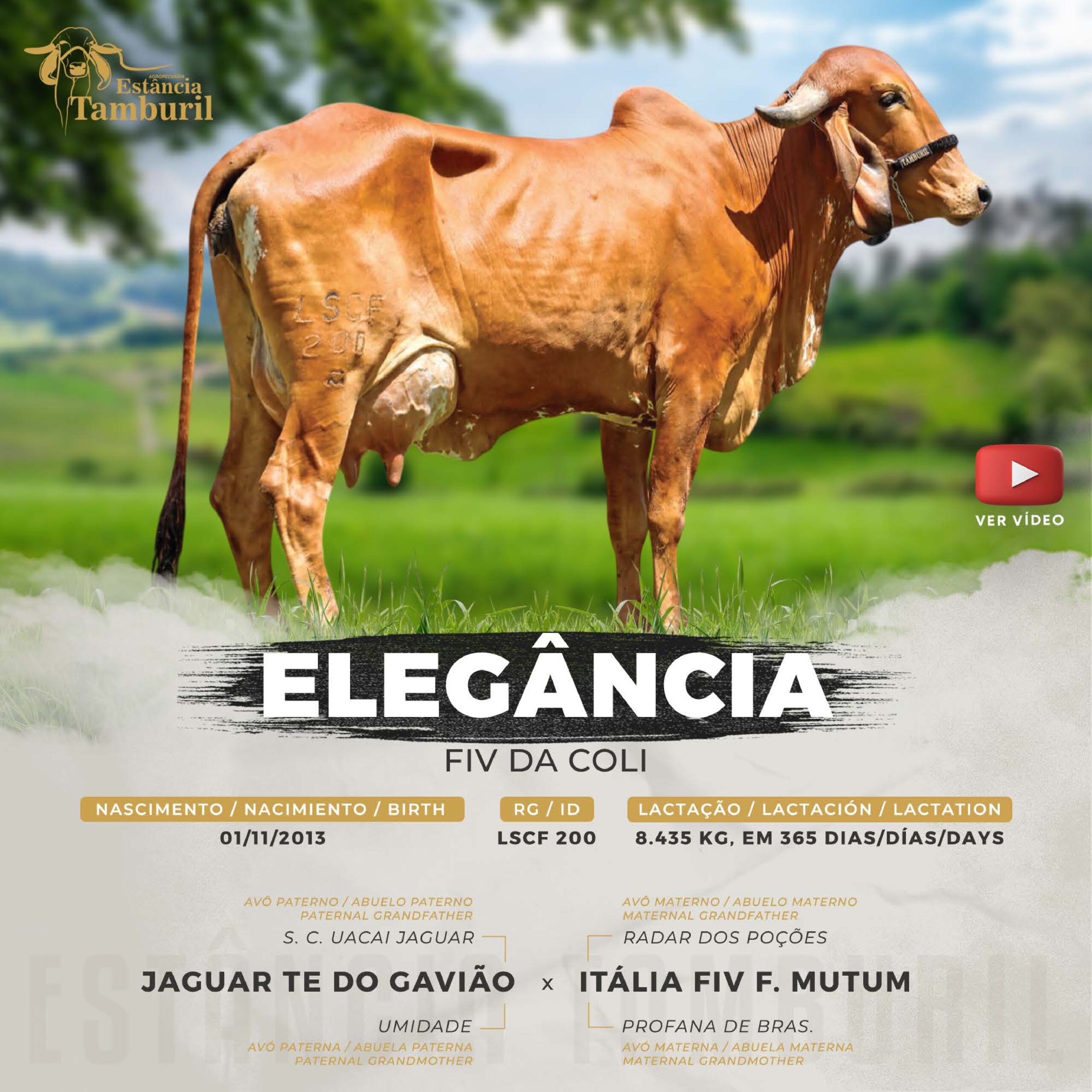 catalogo_tamburil_page-0019