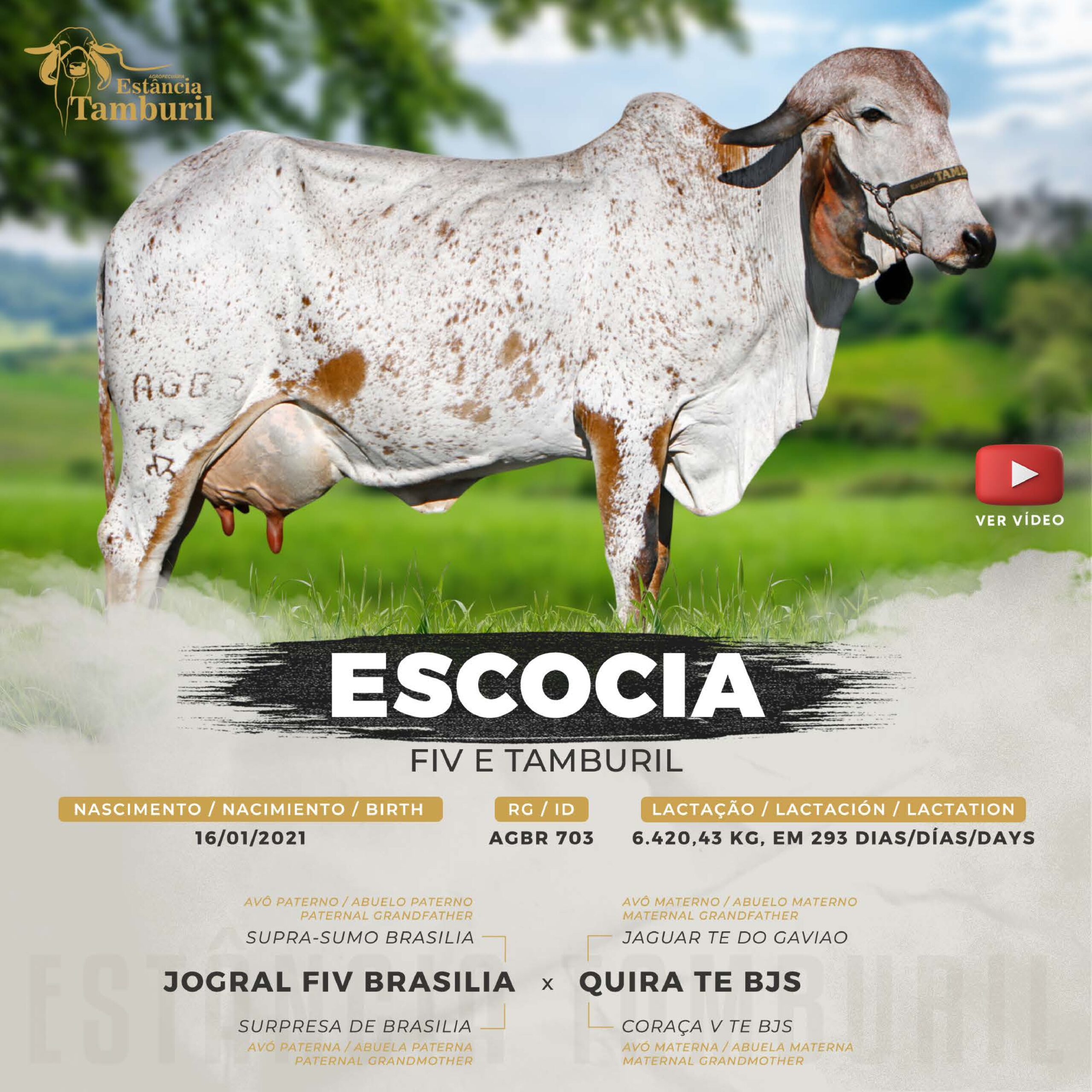 catalogo_tamburil_page-0020