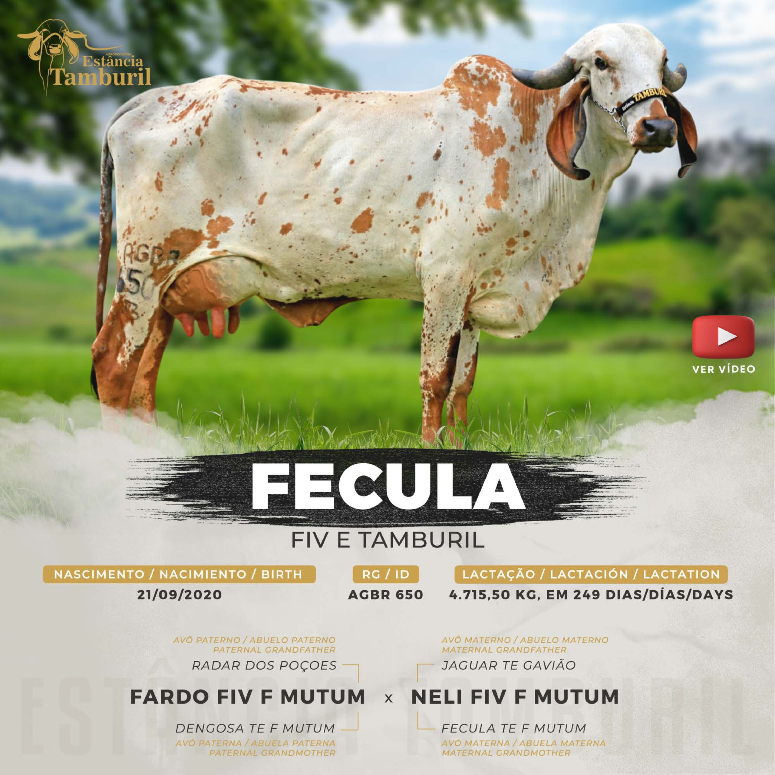 catalogo_tamburil_page-0025