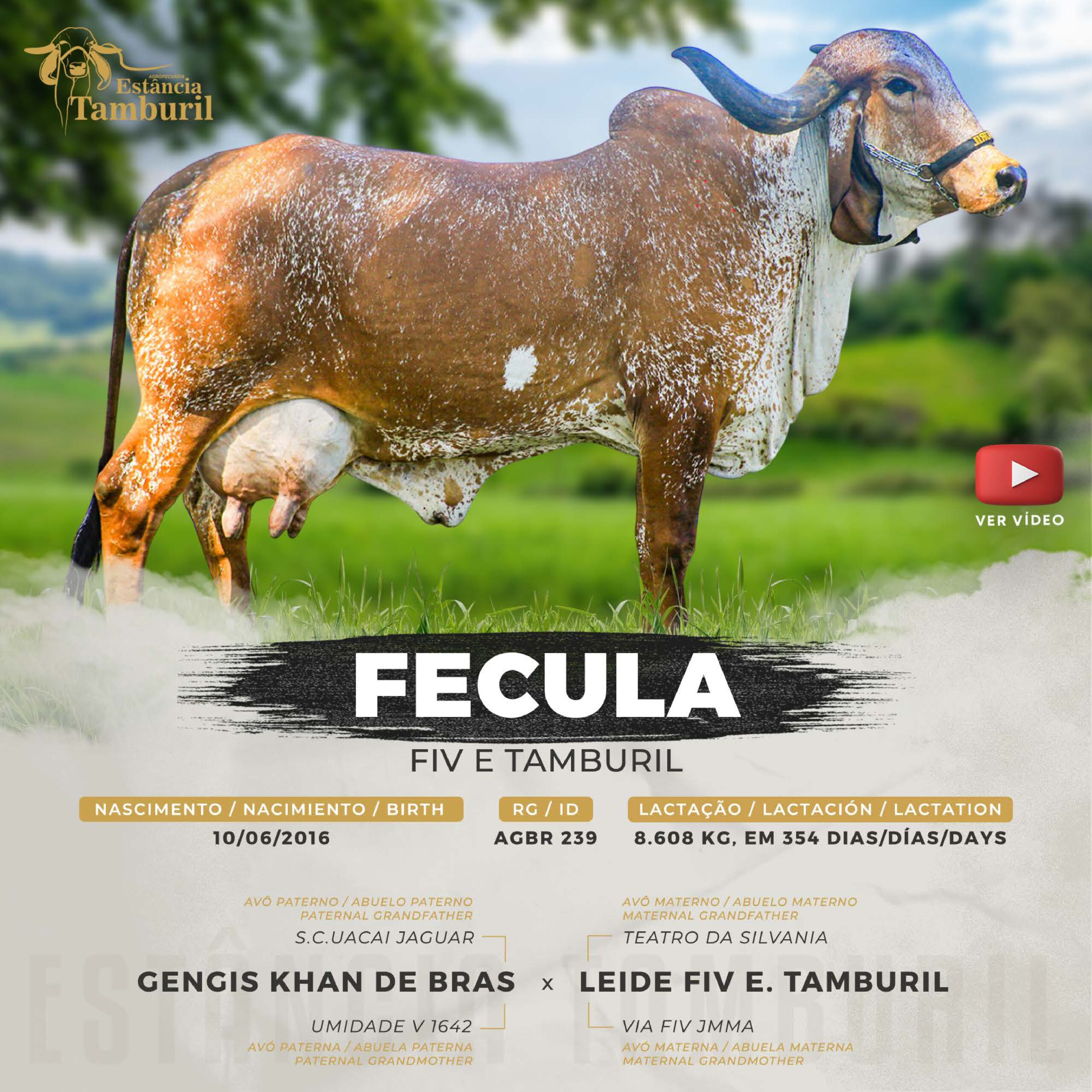 catalogo_tamburil_page-0026