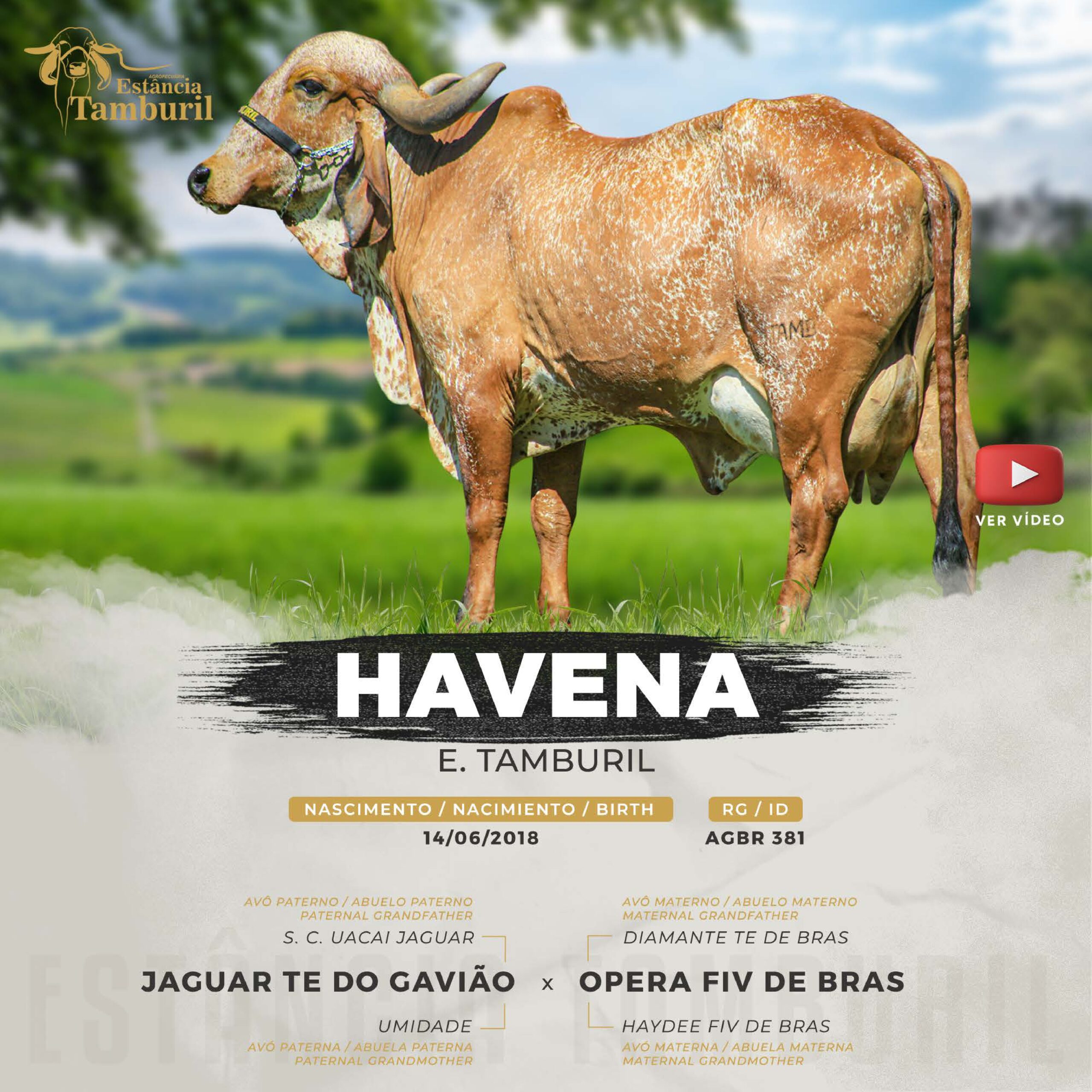 catalogo_tamburil_page-0031