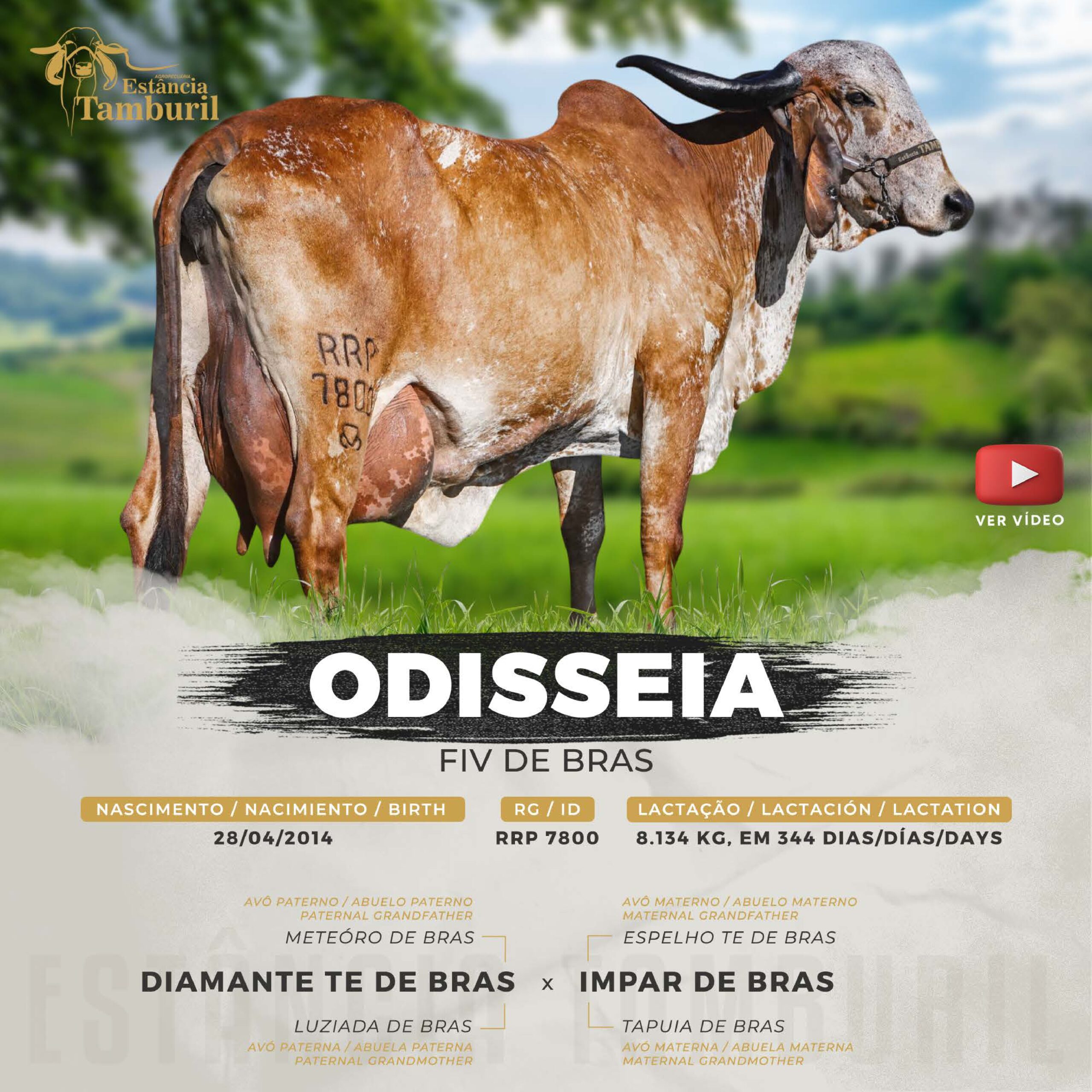 catalogo_tamburil_page-0045