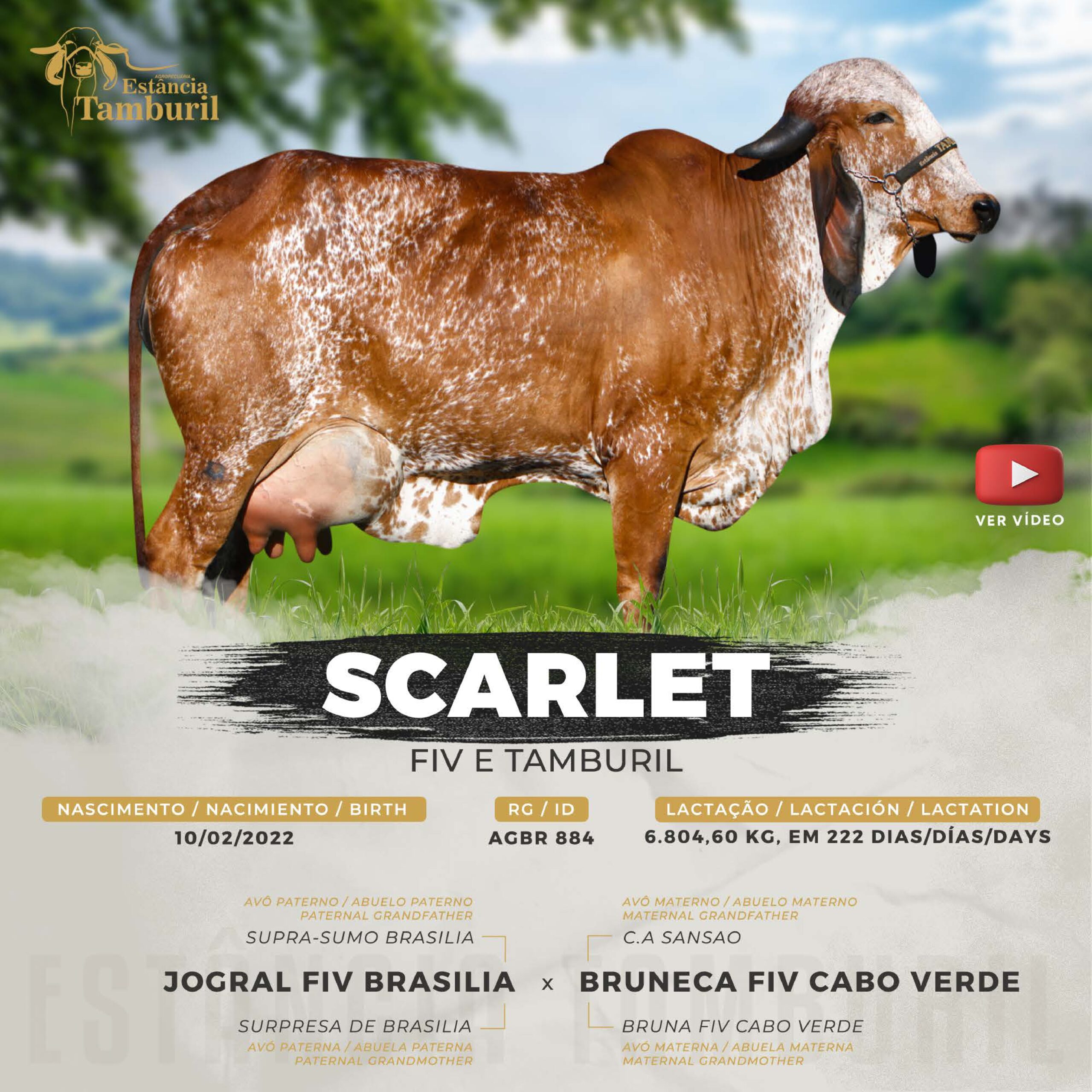 catalogo_tamburil_page-0052