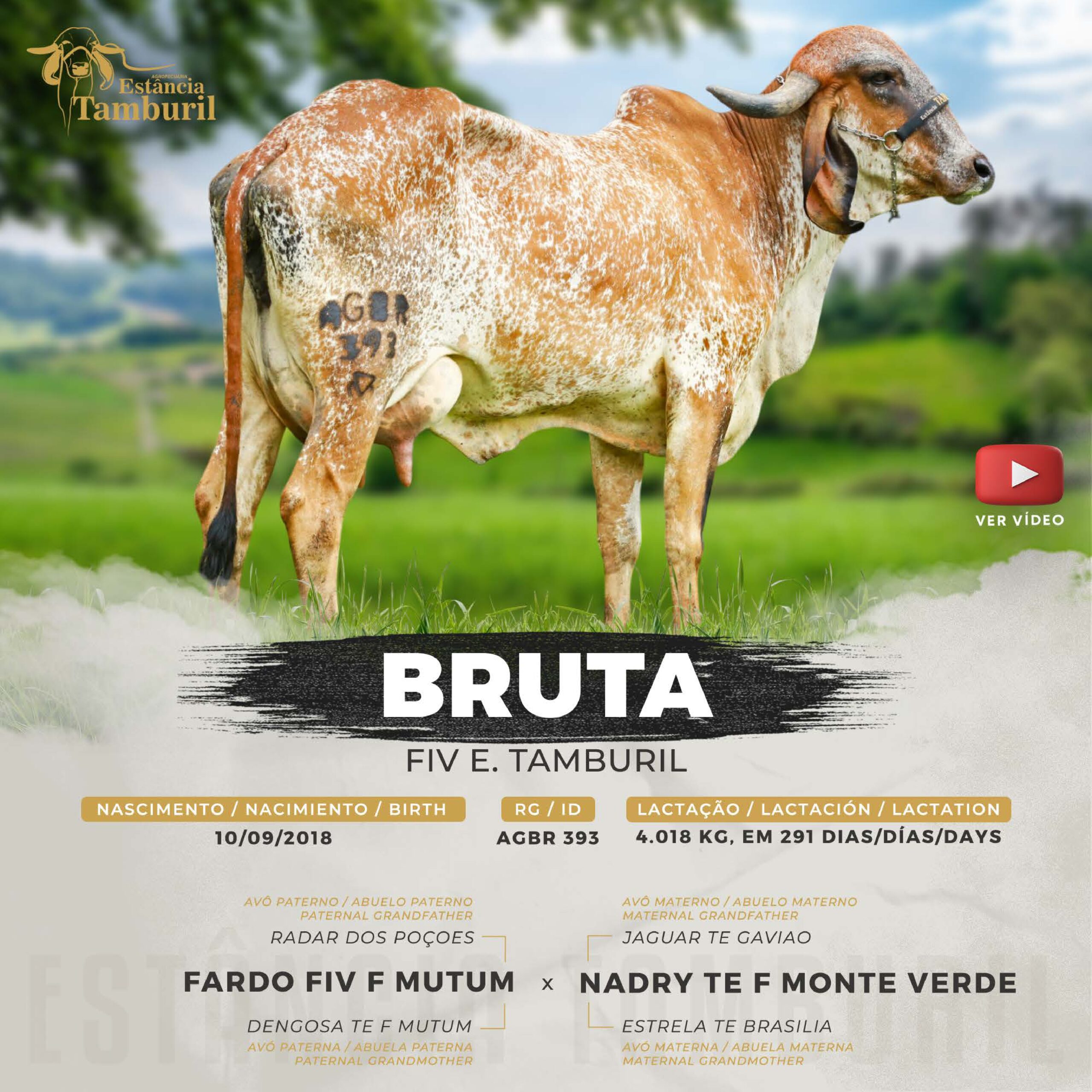 catalogo_tamburil_page-0068