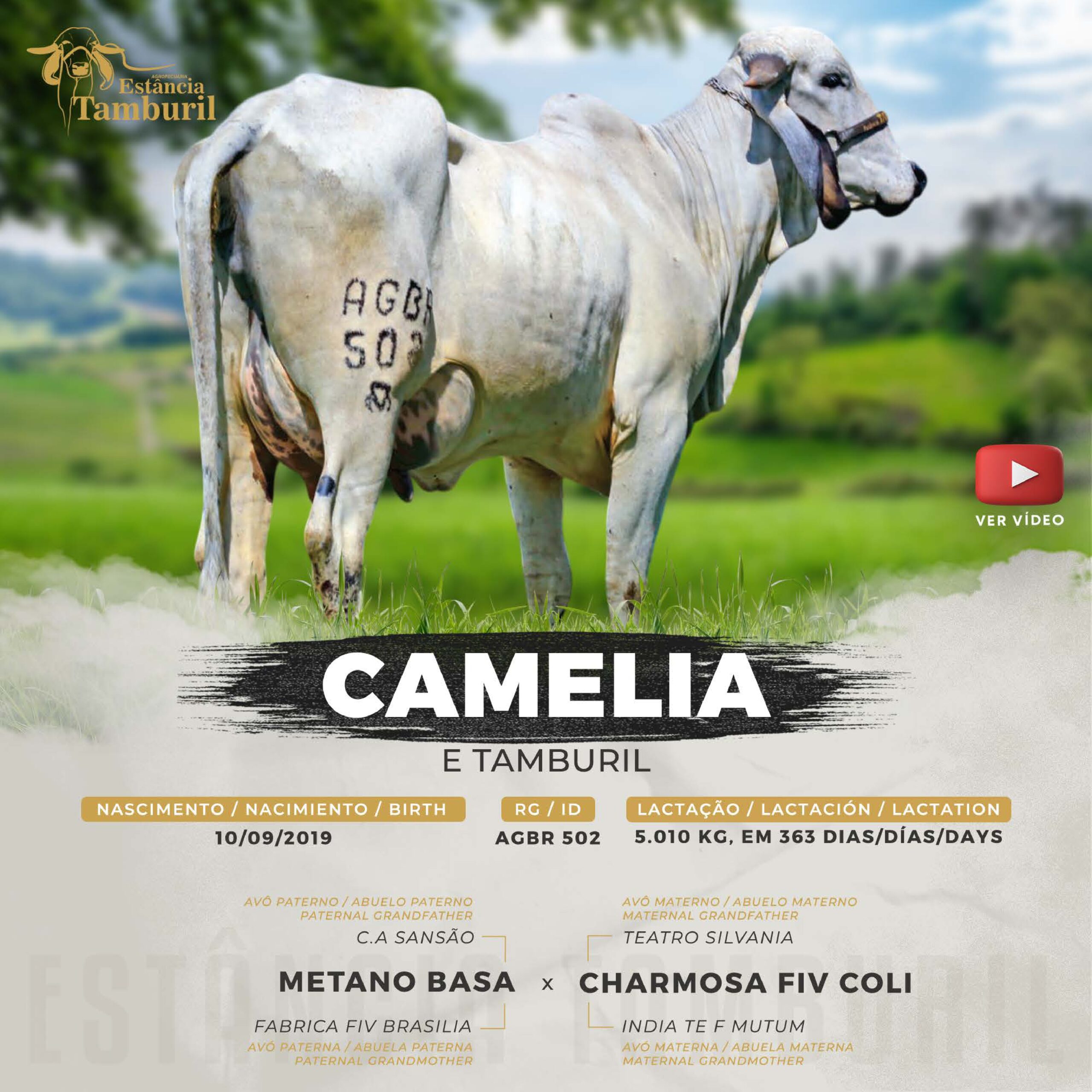 catalogo_tamburil_page-0070