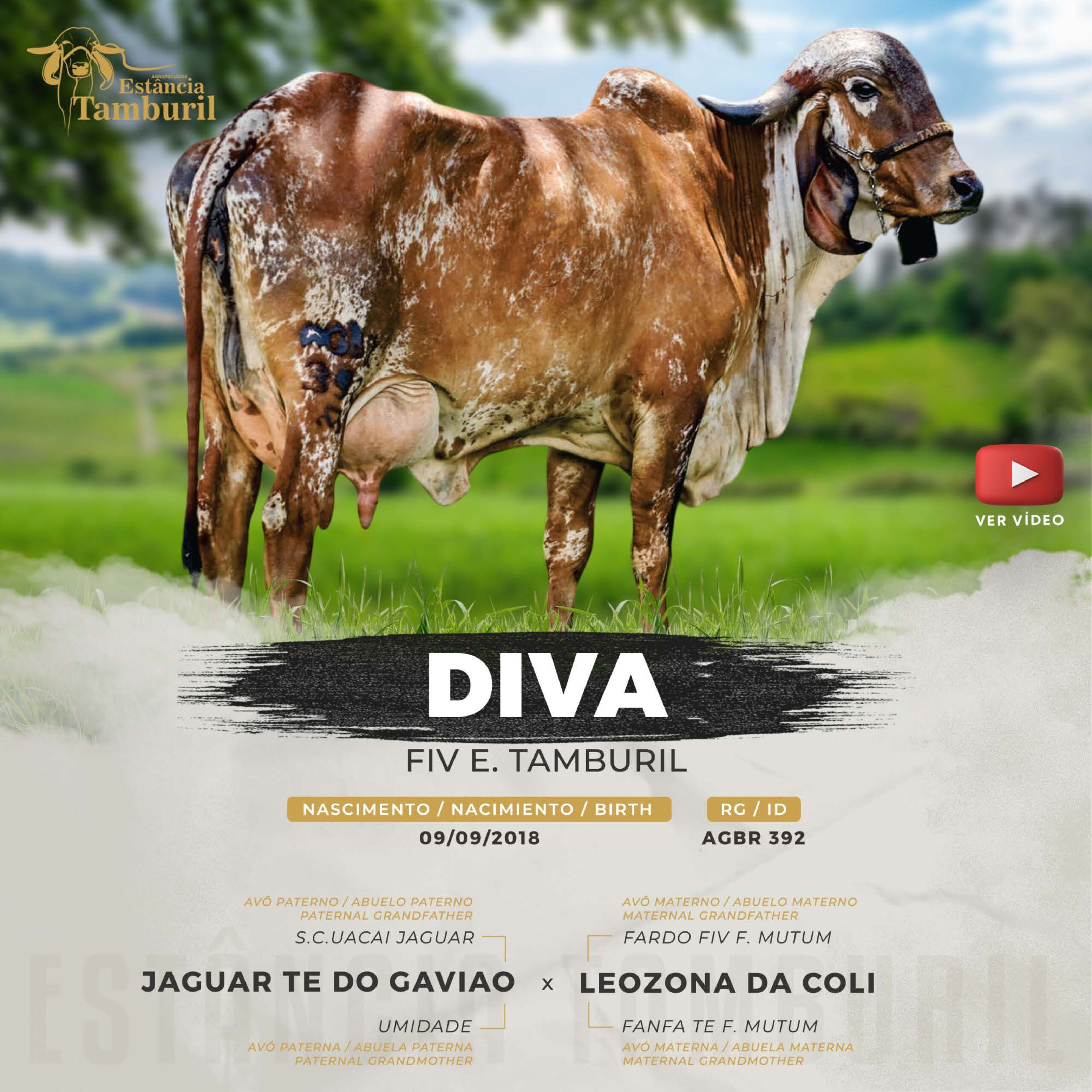 catalogo_tamburil_page-0073