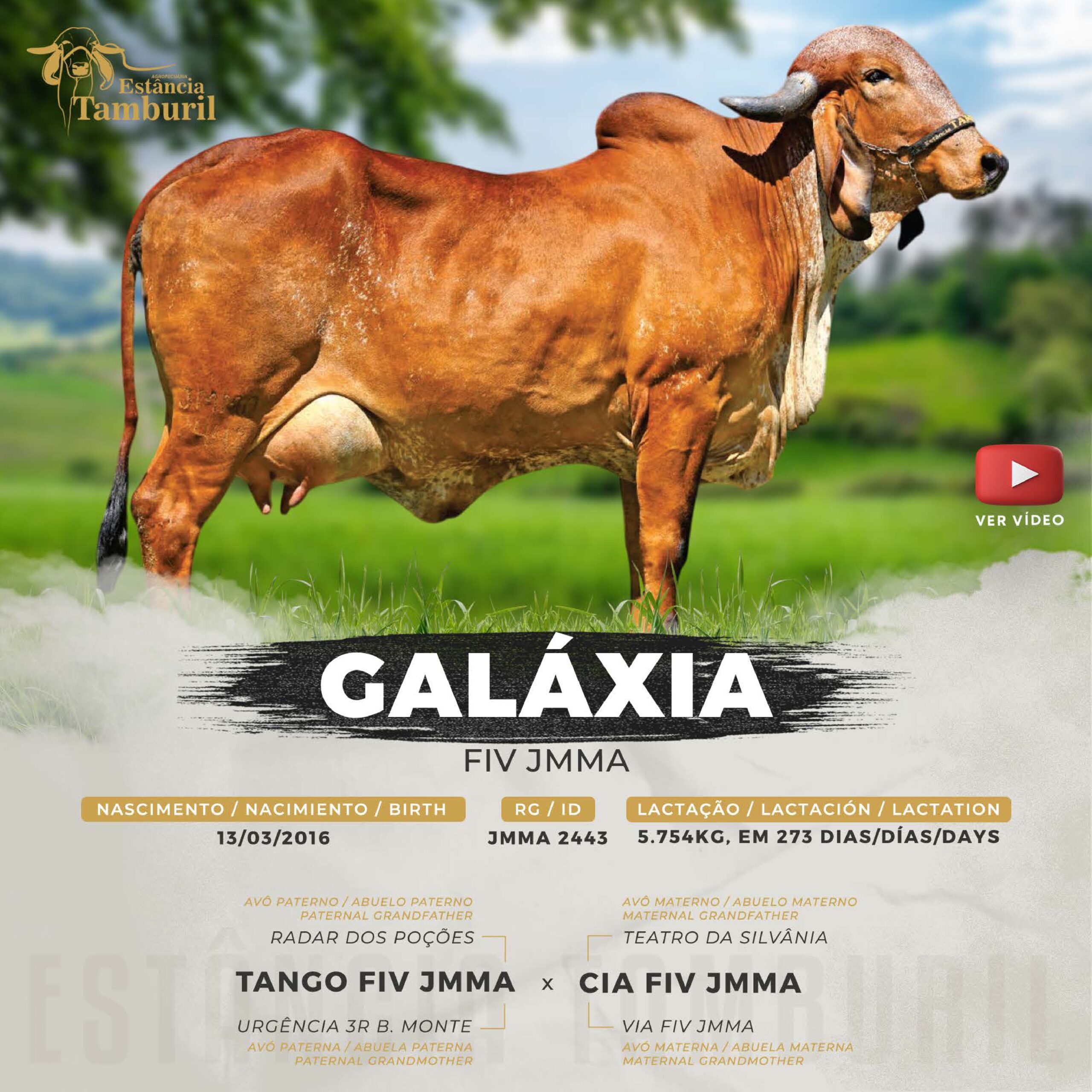 catalogo_tamburil_page-0081