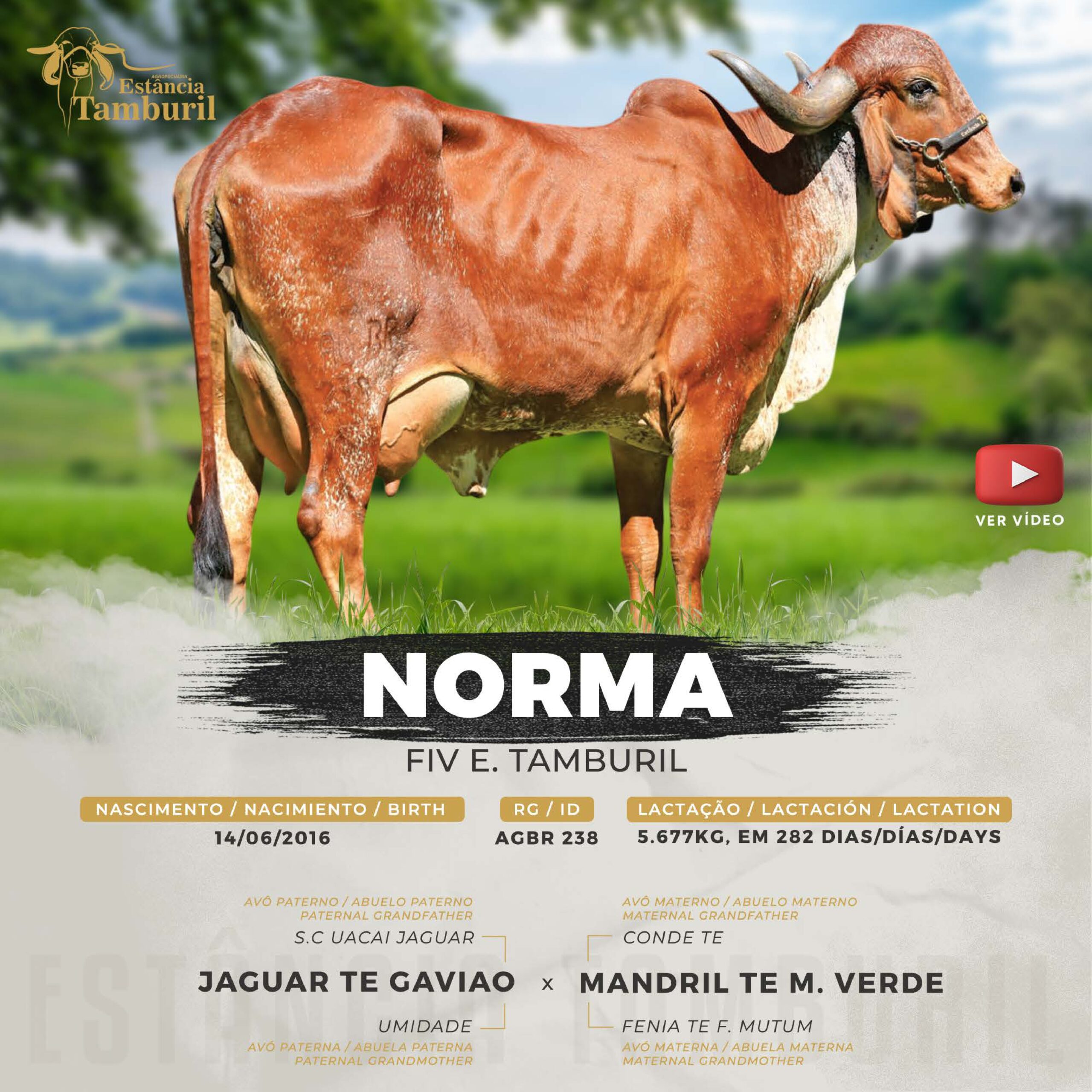 catalogo_tamburil_page-0086