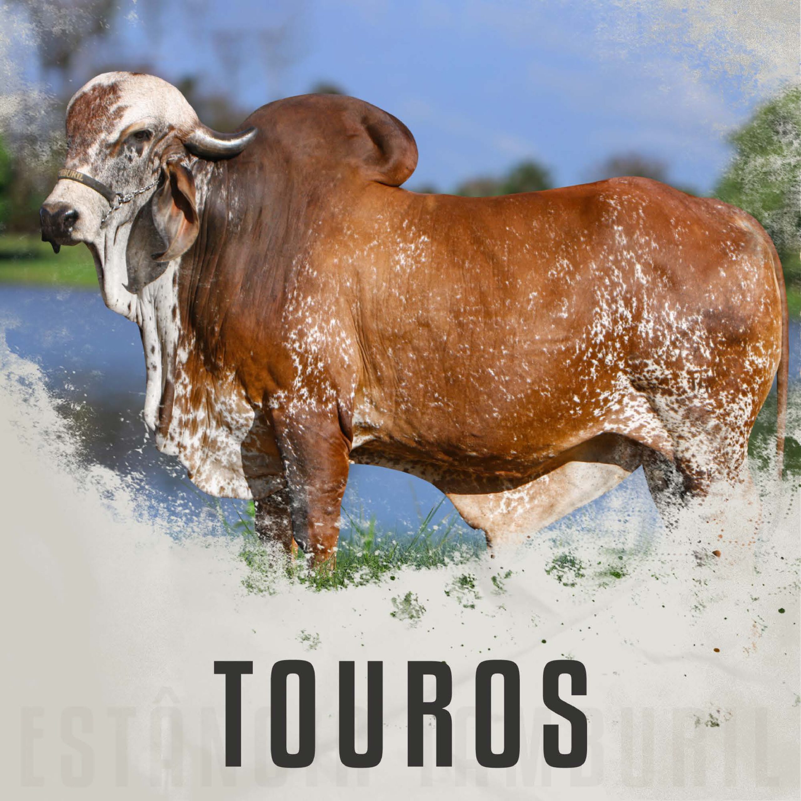 catalogo_tamburil_page-0098